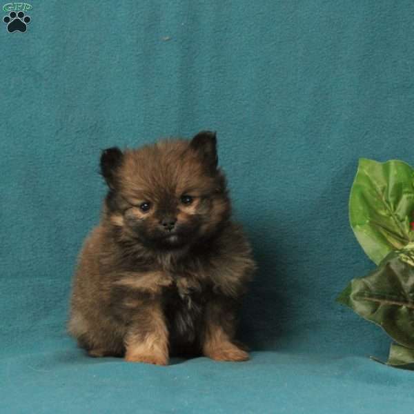 Ezekial, Pomeranian Puppy